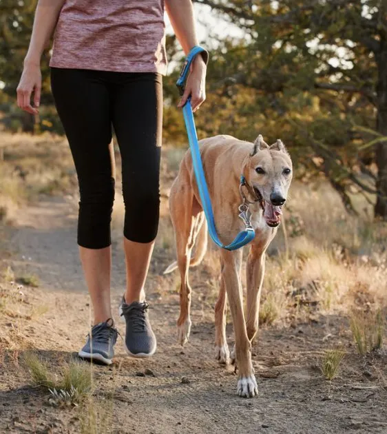 Ruffwear Crag™ Reflective & Multi-Use Dog Leash (Rising Wave)