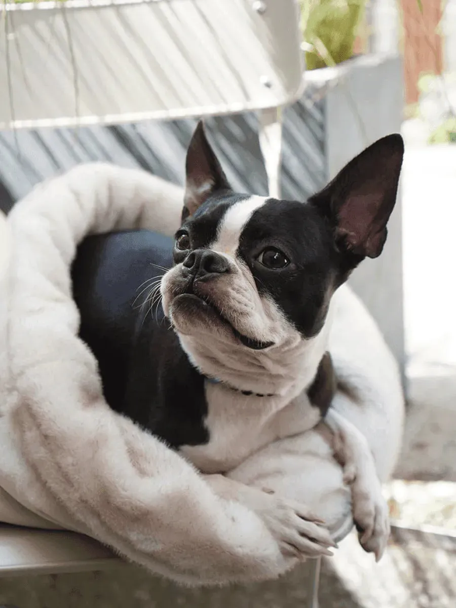 Snuggle Nest | Versatile Eco-fur Dog Sleeping Bag